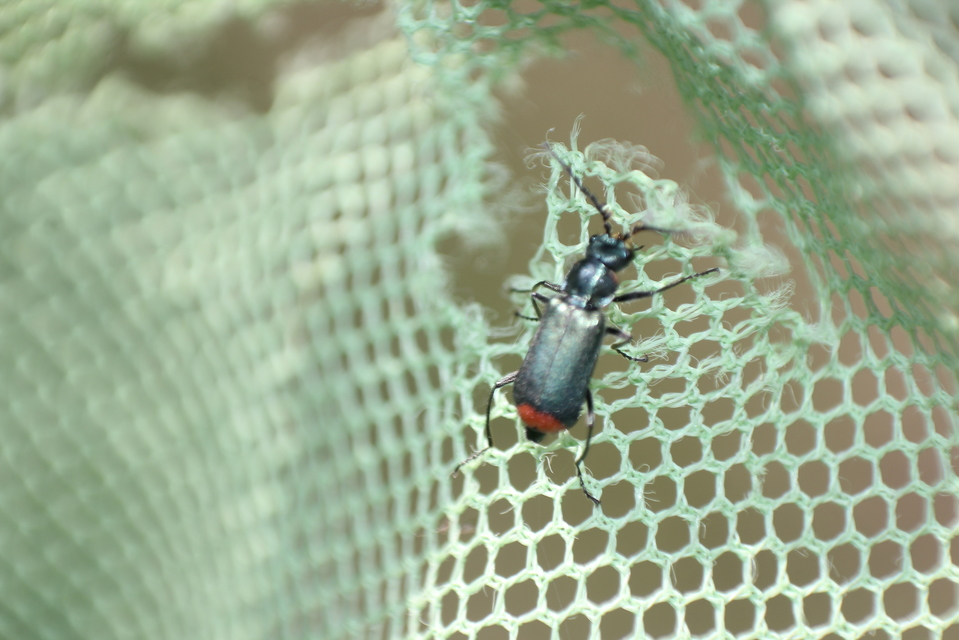 Malachius bipustulatus - kétfoltos bibircsesbogár