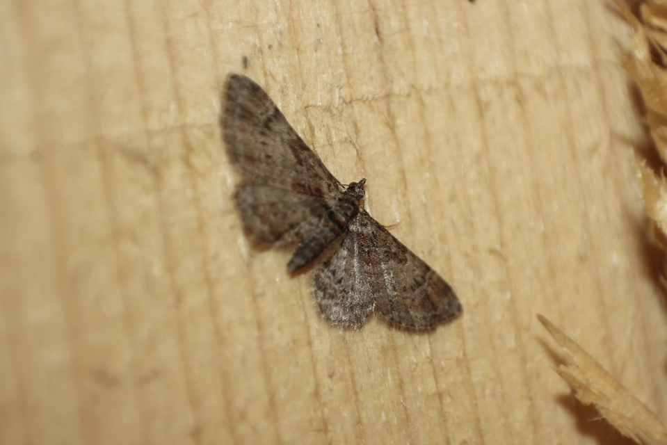 Gymnoscelis rufifasciata - vöröscsíkos törpearaszoló