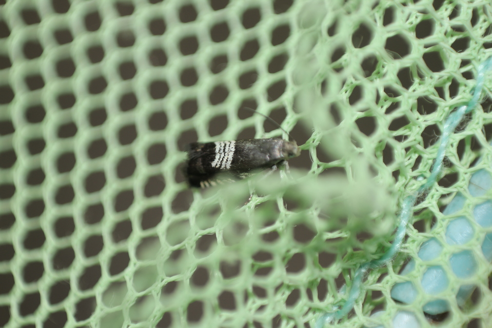 Grapholita compositella - lucernahüvelymoly