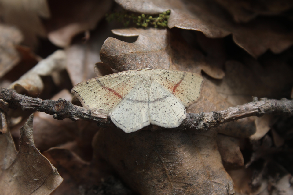 Cyclophora punctaria - sávos pettyesaraszoló