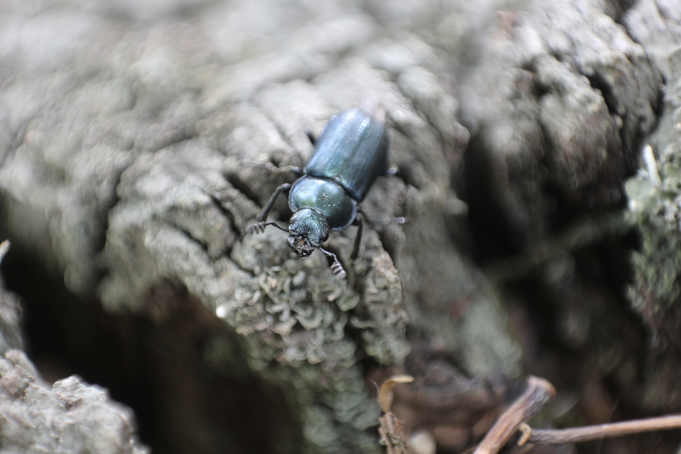 Platycerus caraboides - kis fémesszarvasbogár