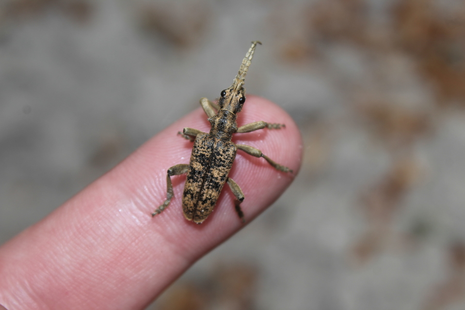 Rhagium sycophanta - tölgyes-tövisescincér