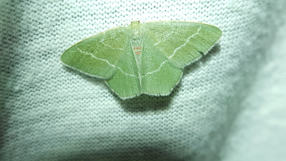 Chlorissa viridata/cloraria