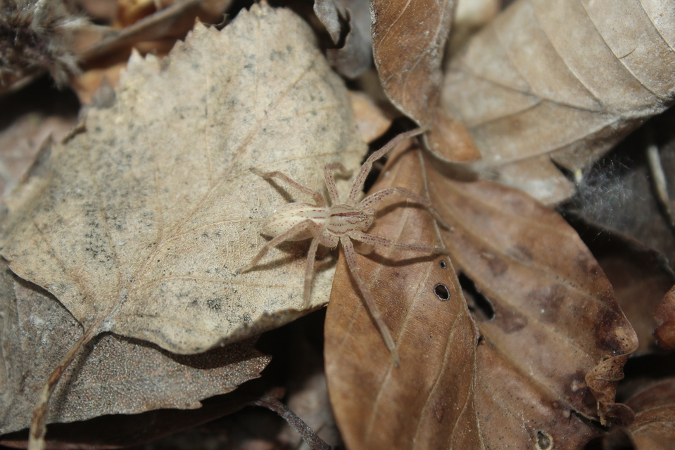 Micrommata virescens - hunyópók