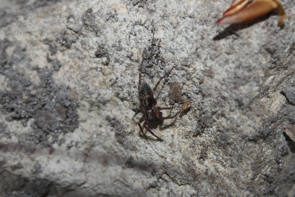 Liocranum rupicola - házaló avarpók
