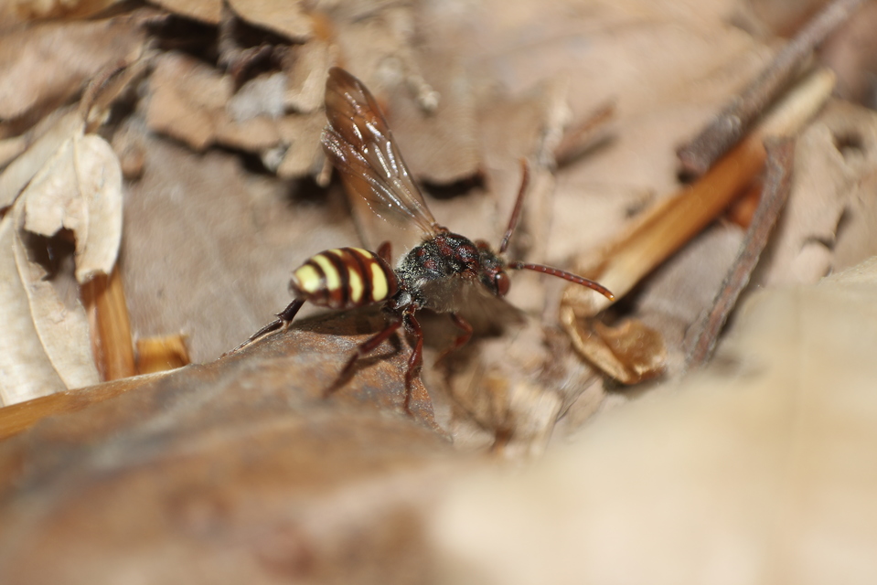 Nomada