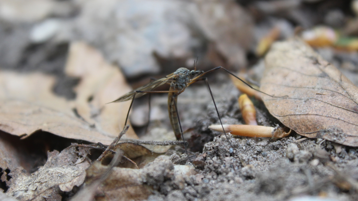 Tipula