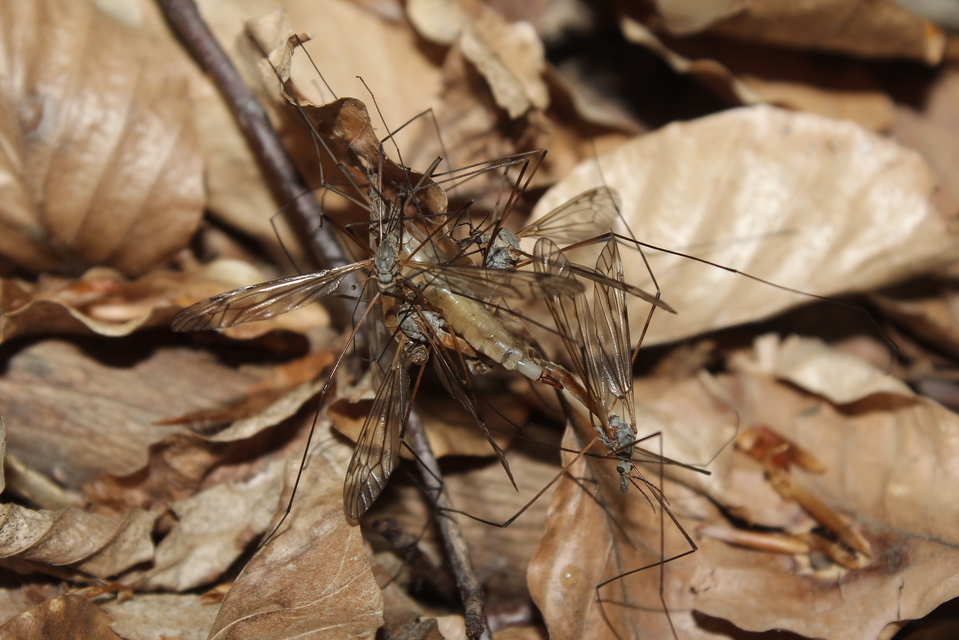 Tipula