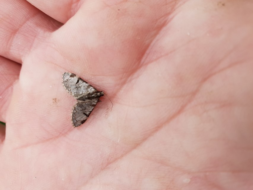 Eupithecia insigniata - hálózatos törpearaszoló