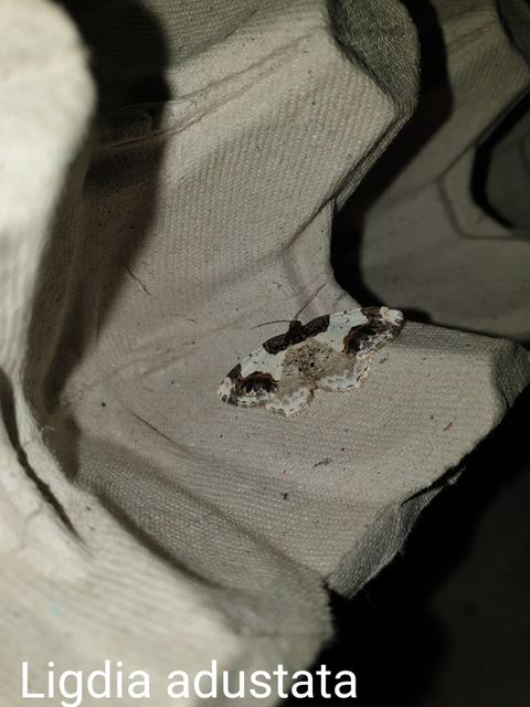 Ligdia adustata - barna levélaraszoló