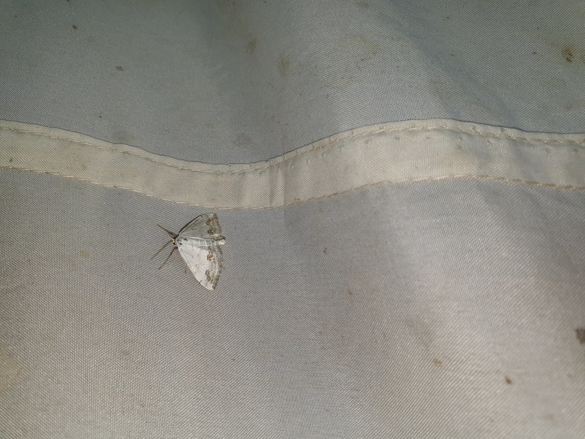 Scopula ornata - díszes fehéraraszoló