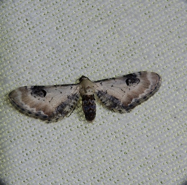 Eupithecia centaureata - búzavirág-törpearaszoló