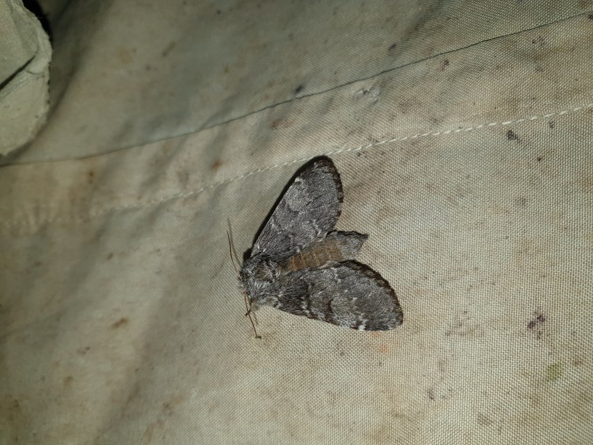 Drymonia ruficornis - cserfa-púposszövő
