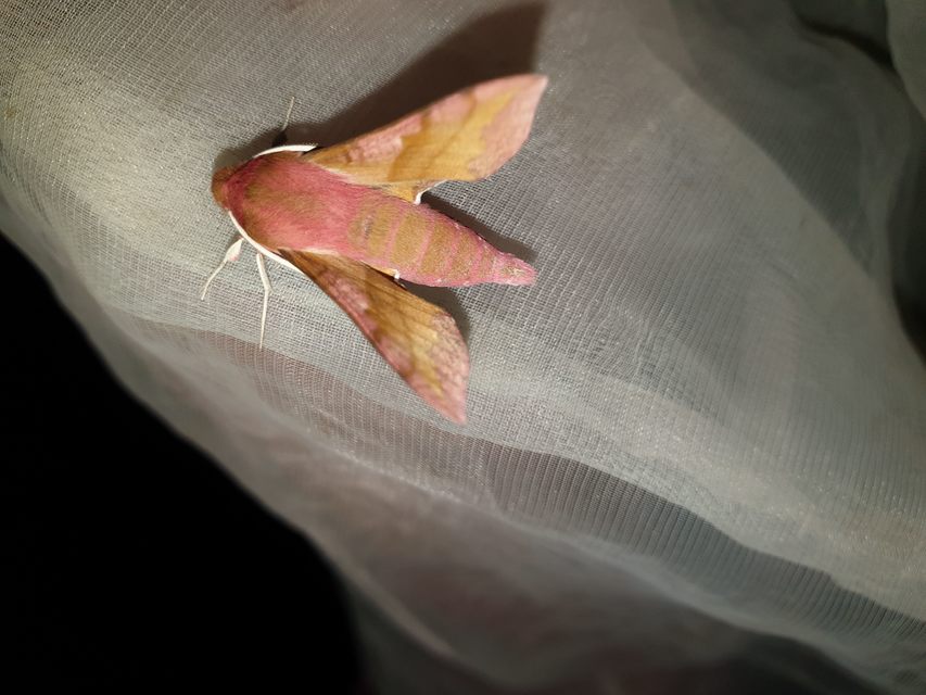 Deilephila porcellus - piros szender