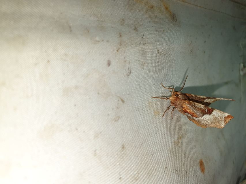 Selenia tetralunaria - négyfoltos holdasaraszoló