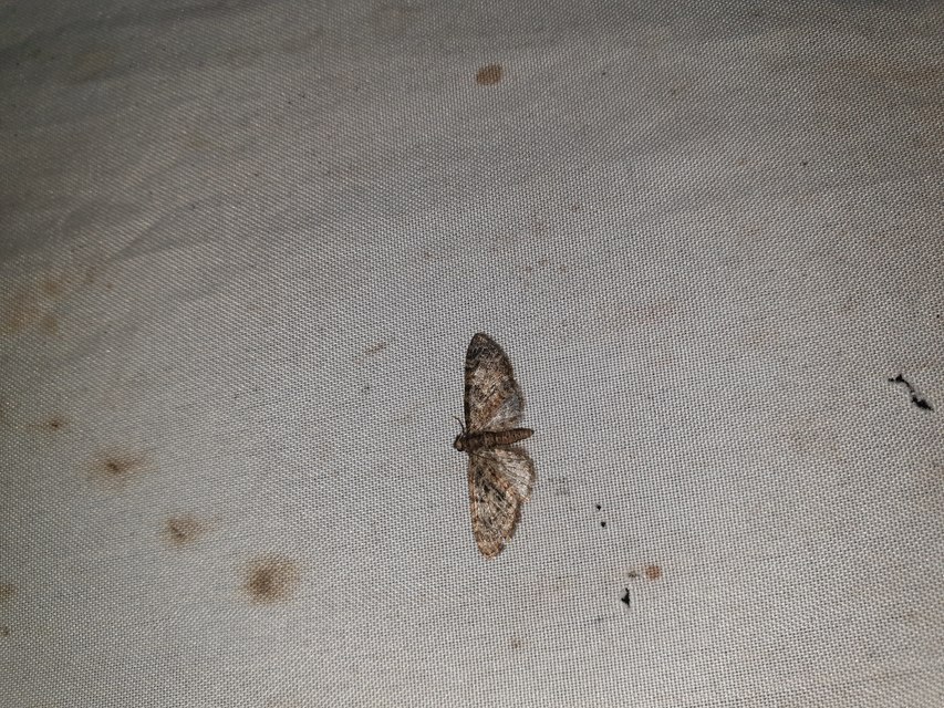 Eupithecia dodoneata - tölgy-törpearaszoló