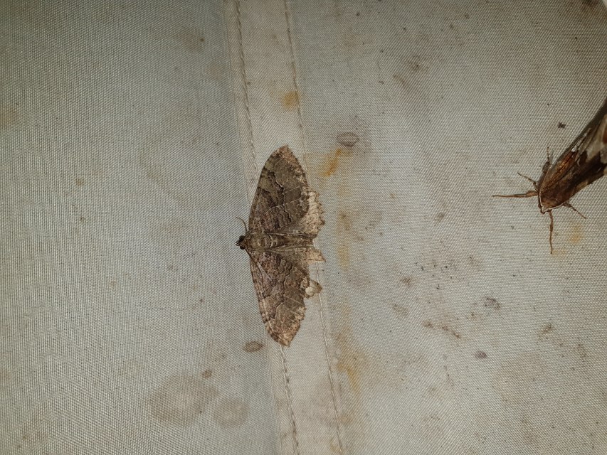 Hydria cervinalis - őzbarna araszoló