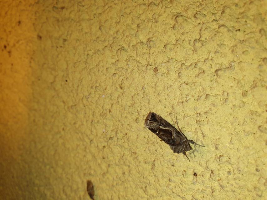 Macdunnoughia confusa - cseppfoltos ezüstbagoly