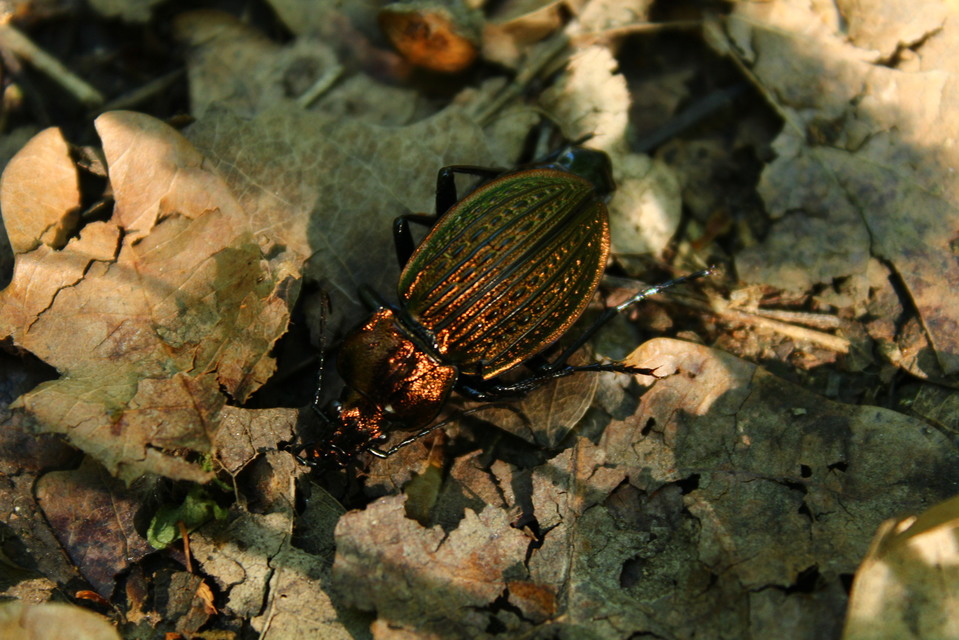 Carabus ulrichii - rezes futrinka Carabus ulrichii - rezes futrinka