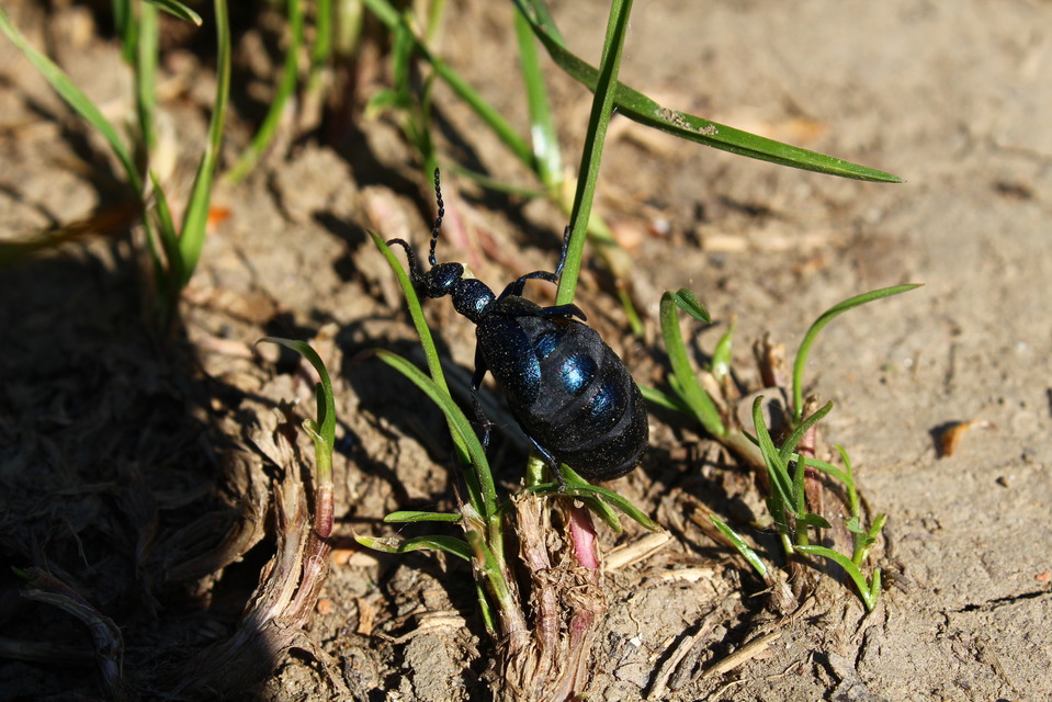 Meloe violaceus - kék nünüke