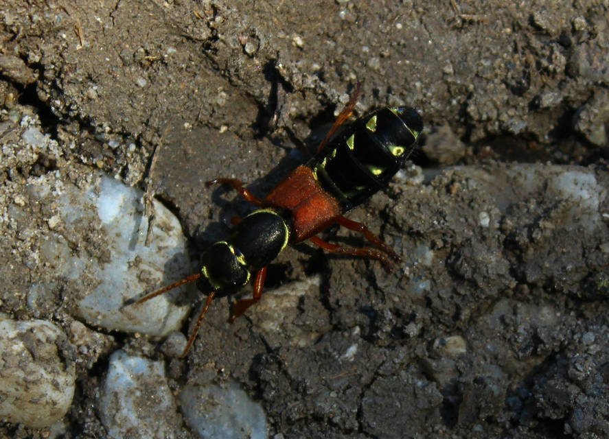 Staphylinus caesareus - aranysujtásos holyva