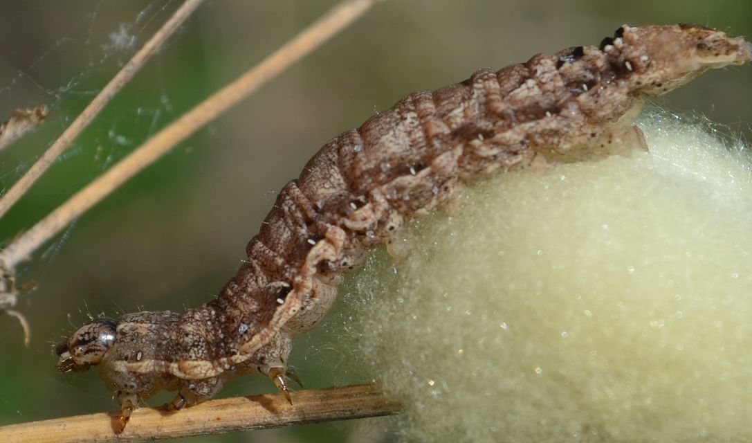 Noctua comes - kis sárgafűbagoly