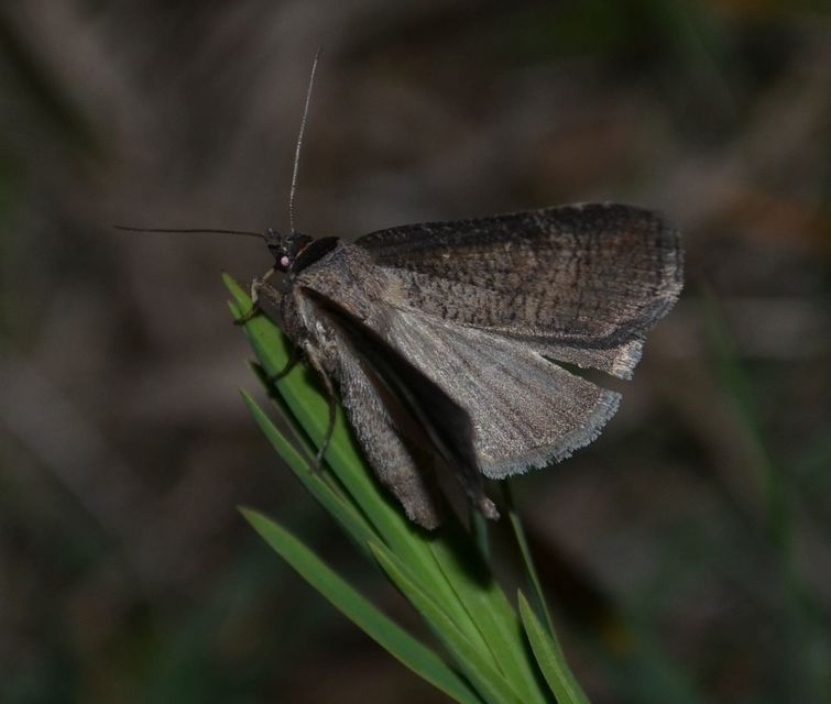 Lygephila procax - fekete csüdfűbagoly