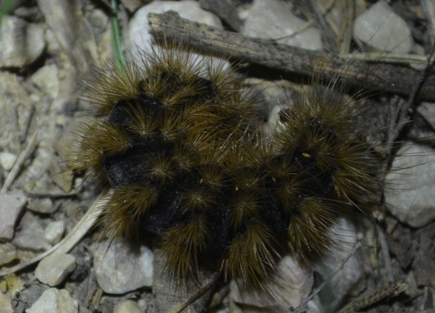 Arctia villica - fekete medvelepke