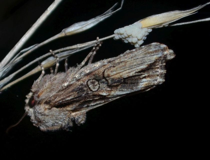 Egira conspicillaris - változékony szürkebagoly