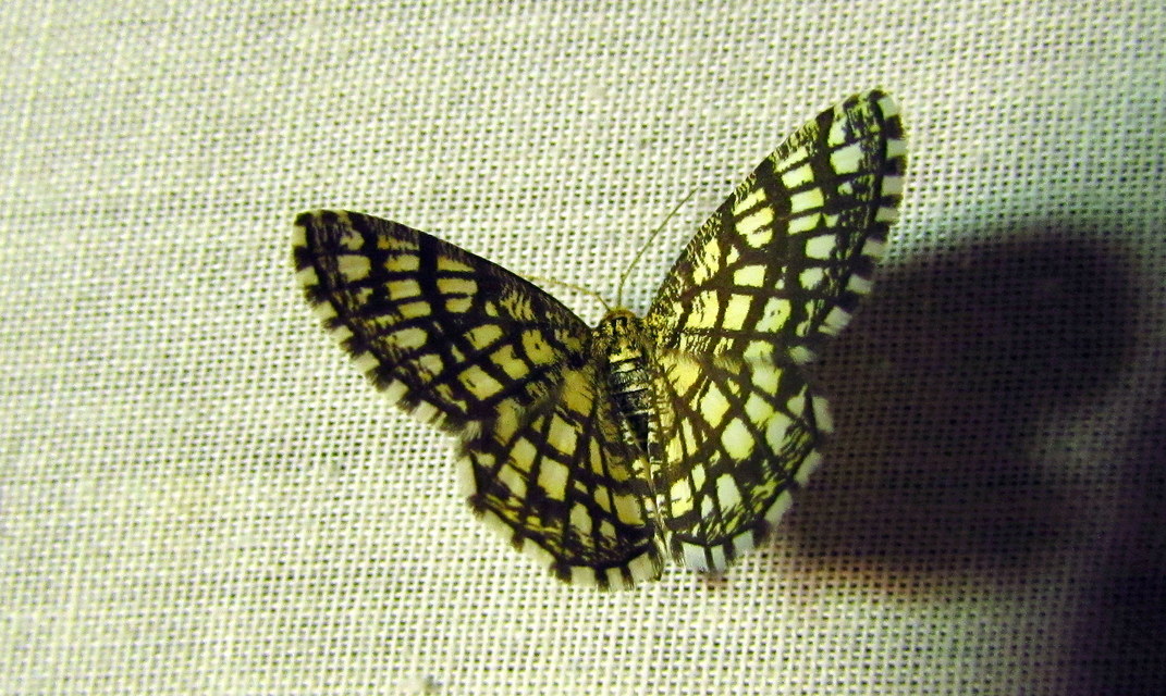 Chiasmia clathrata - rácsos rétiaraszoló