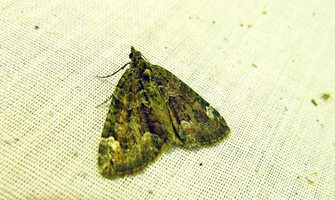 Chloroclysta siterata - salátazöld araszoló