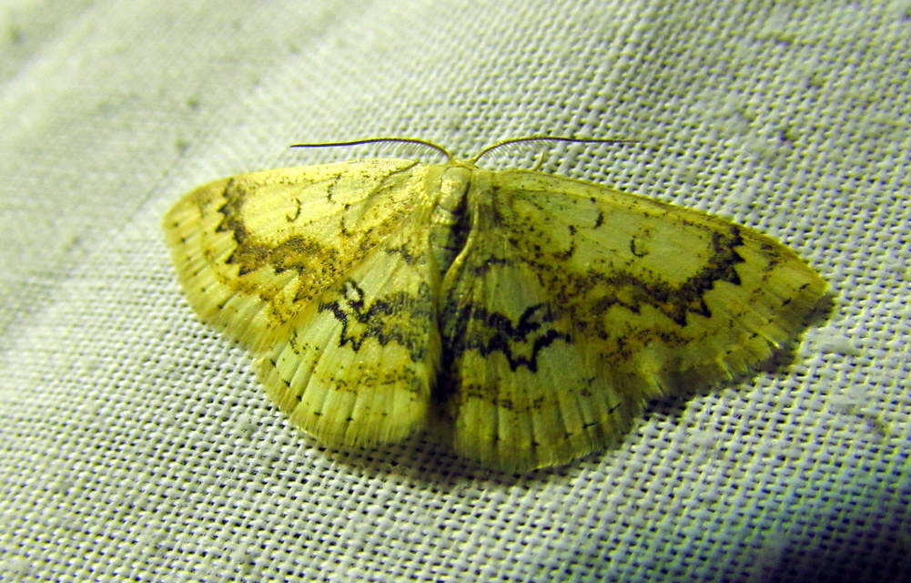 Cyclophora annularia - gyűrűs pettyesaraszoló