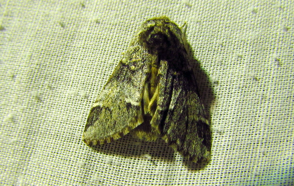 Drymonia dodonea - bélyeges púposszövő