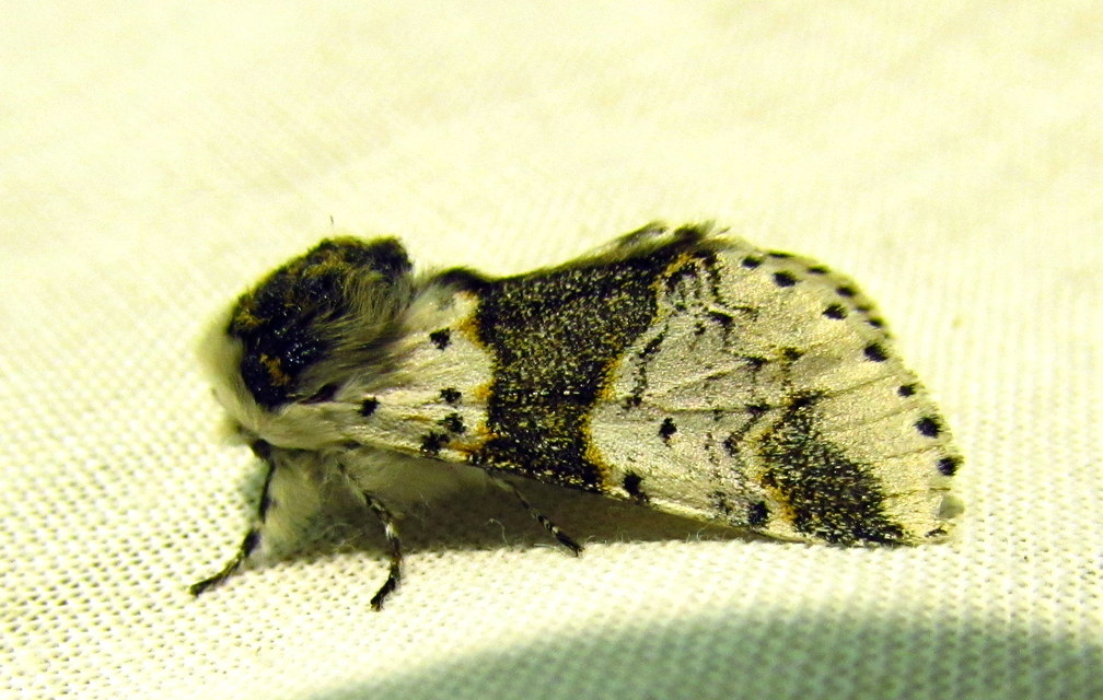 Furcula bicuspis - apáca-púposszövő