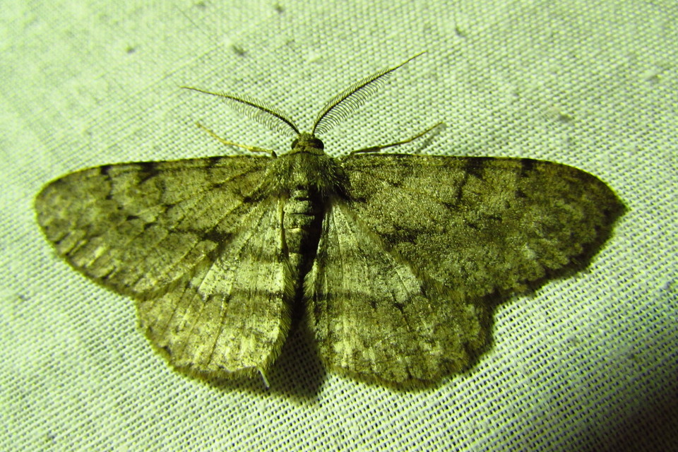 Hypomecis punctinalis - pettyes faaraszoló