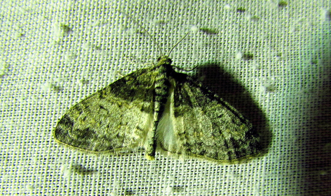 Lobophora halterata - szárnyfüggelékes araszoló