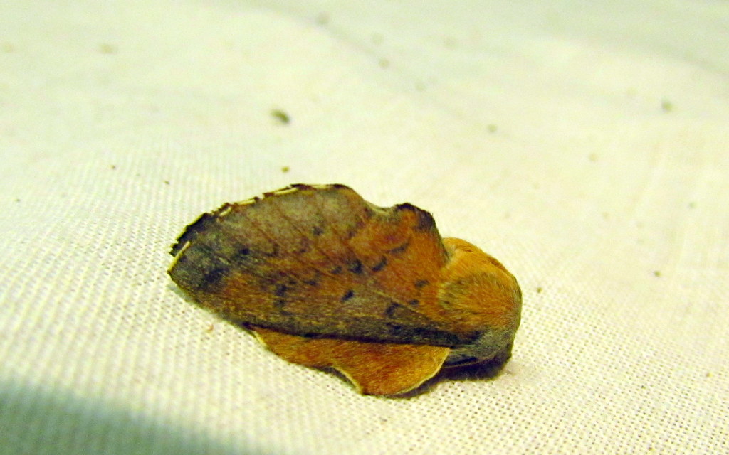 Phyllodesma tremulifolia - nyárlevélpohók