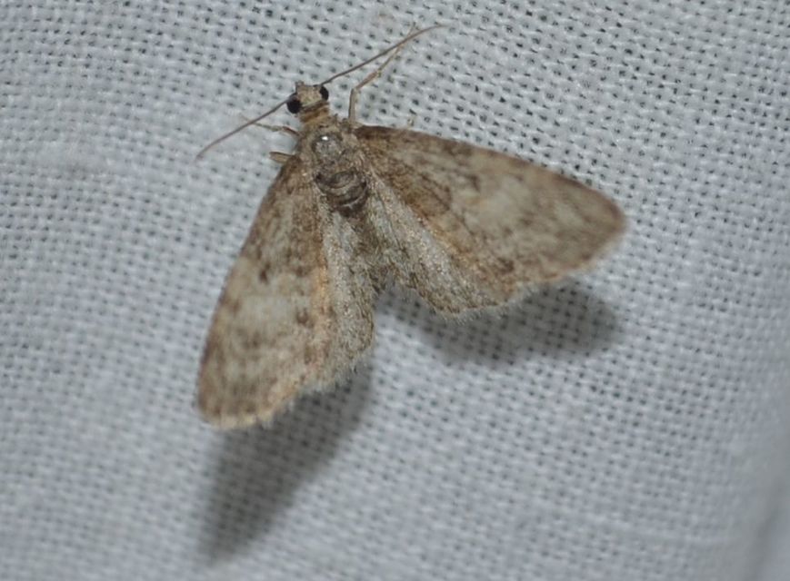 Eupithecia dodoneata - tölgy-törpearaszoló