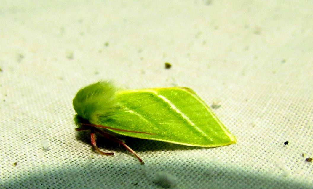 Pseudoips prasinana - bükkfa-zöldbagoly