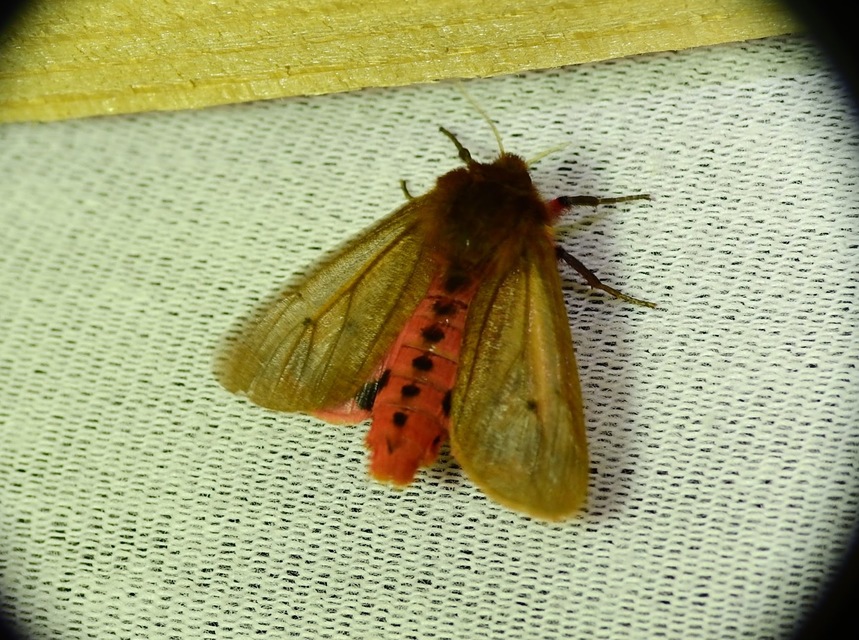 Phragmatobia fuliginosa - füstös medvelepke