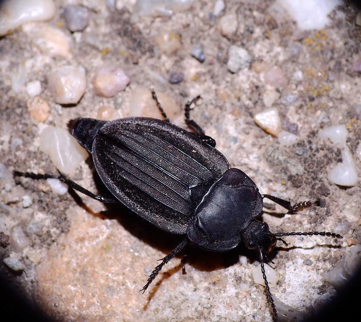 Silpha carinata - karimás dögbogár