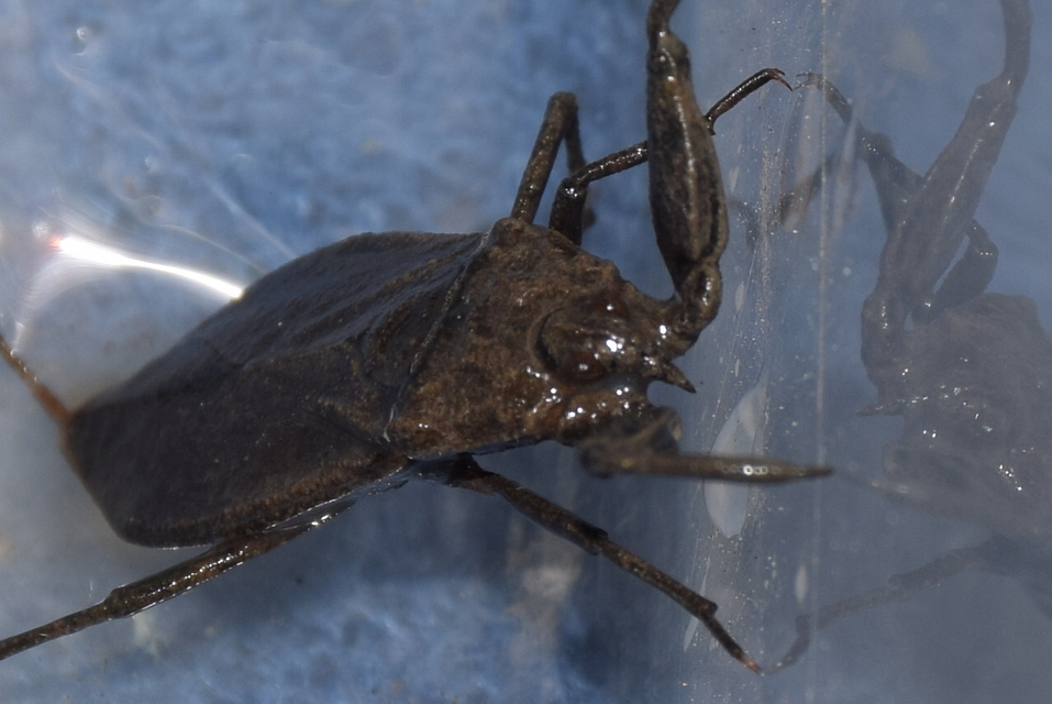Nepa cinerea - víziskorpió