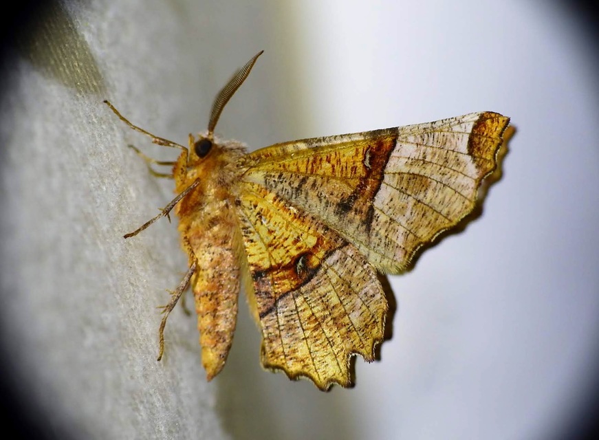 Selenia lunularia - egyfoltos holdasaraszoló