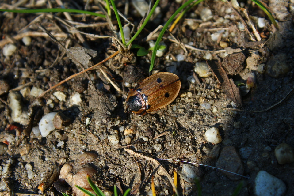 Dendroxena quadrimaculata - négypettyes dögbogár