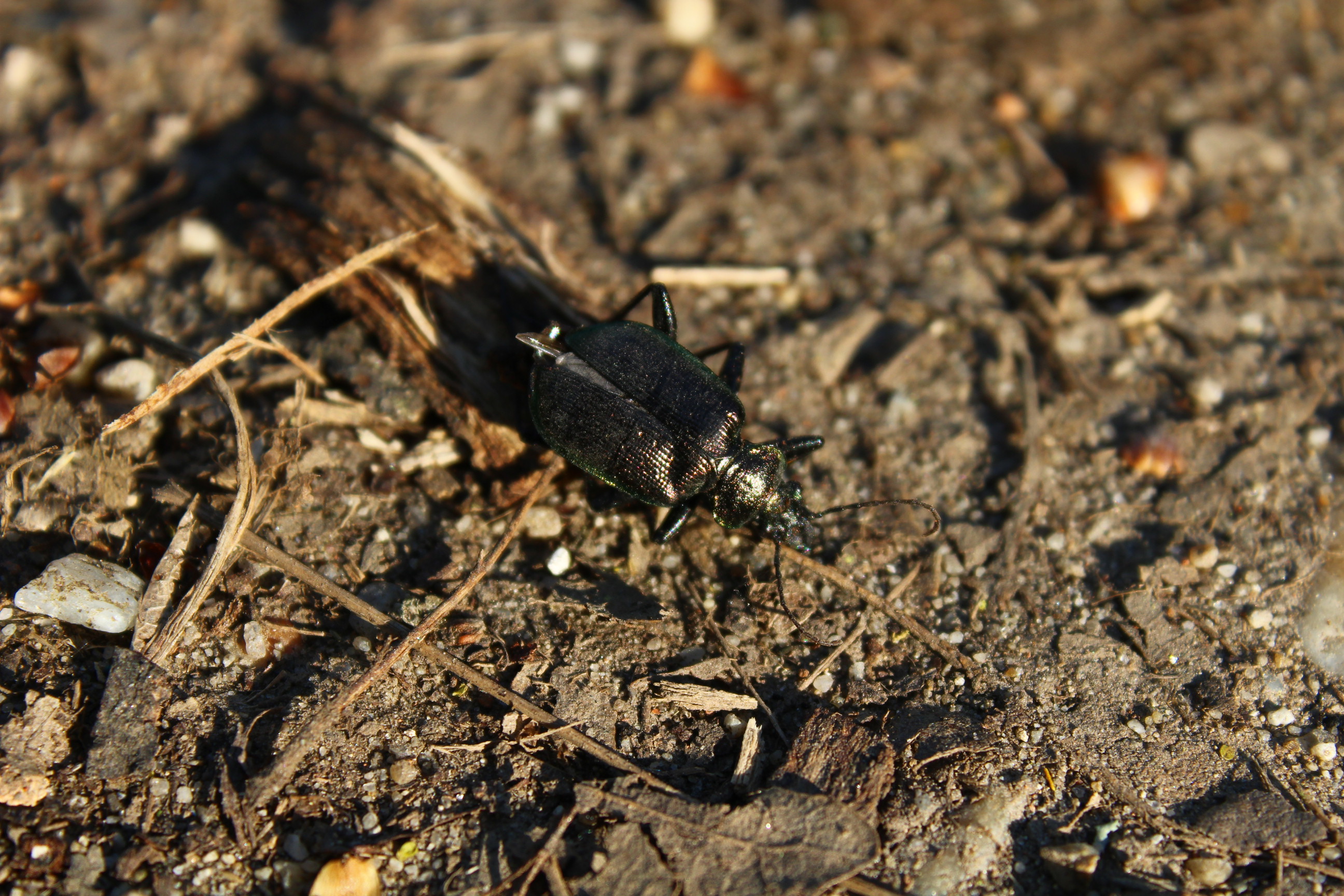 Calosoma inquisitor - kis bábrabló