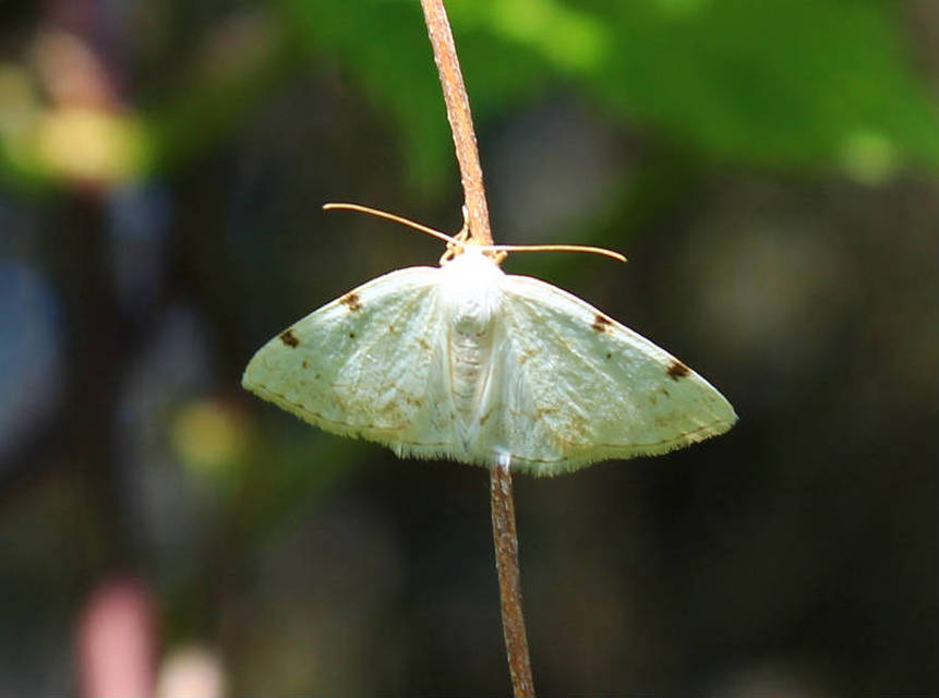 Lomographa bimaculata - kétpontos fehéraraszoló