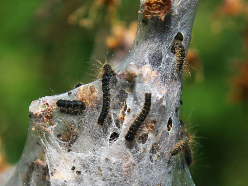 Eriogaster lanestris - tavaszi gyapjasszövő