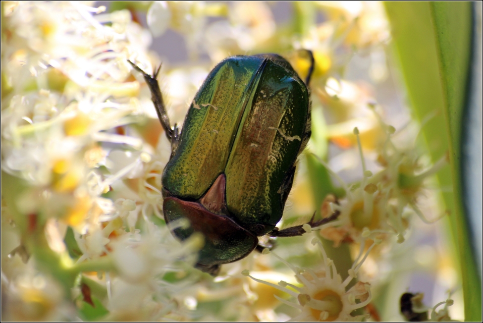 Cetonia aurata - aranyos virágbogár