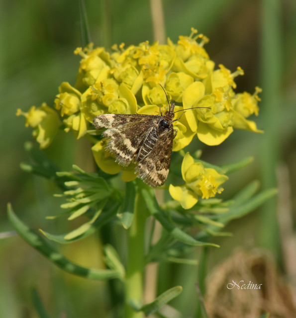 Pyrausta despicata - réti bíbormoly