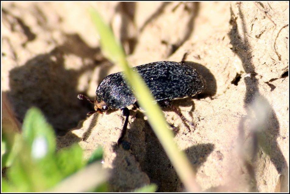 Dermestes laniarius - gyászos porva Dermestes laniarius - gyászos porva